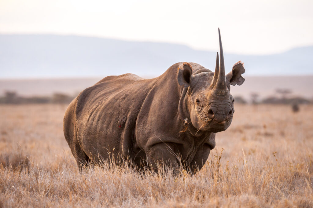 Wildlife at Lewa Wildlife Conservancy