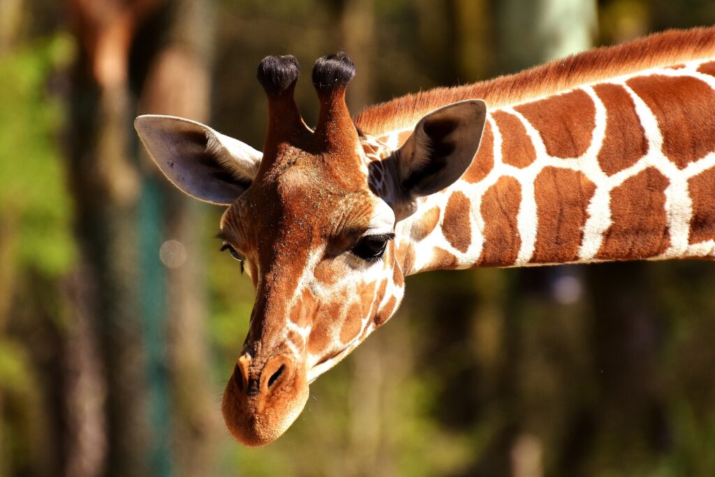 Giraffes in Naboisho Conservancy