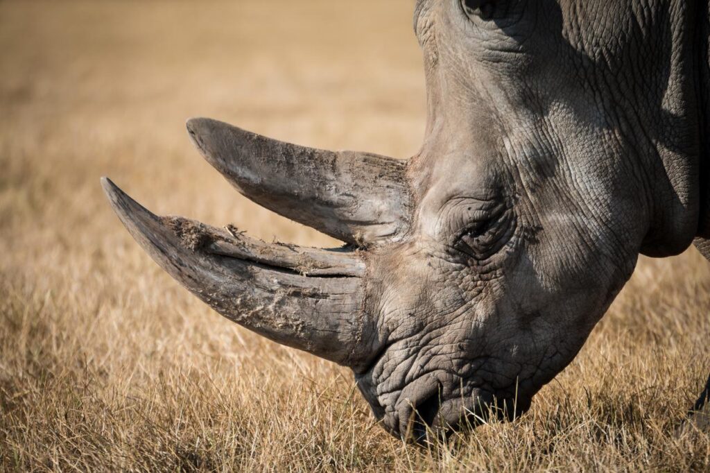 Wildlife at Ol Pejeta Conservancy