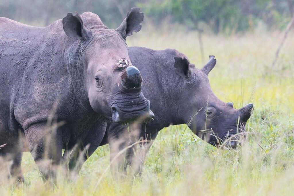 Akagera National Park savanna