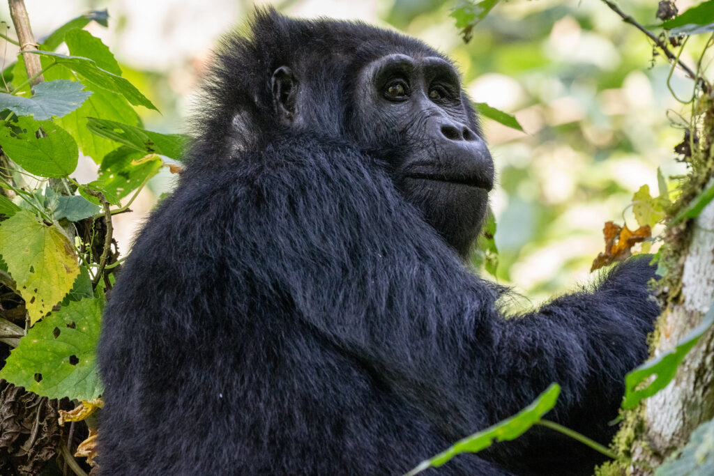 Volcanoes National Park gorilla trekking landscape
