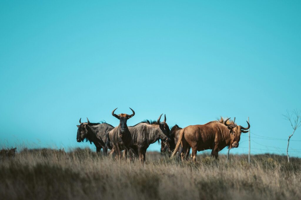 Wildebeest in Ngorongoro Conservation Area