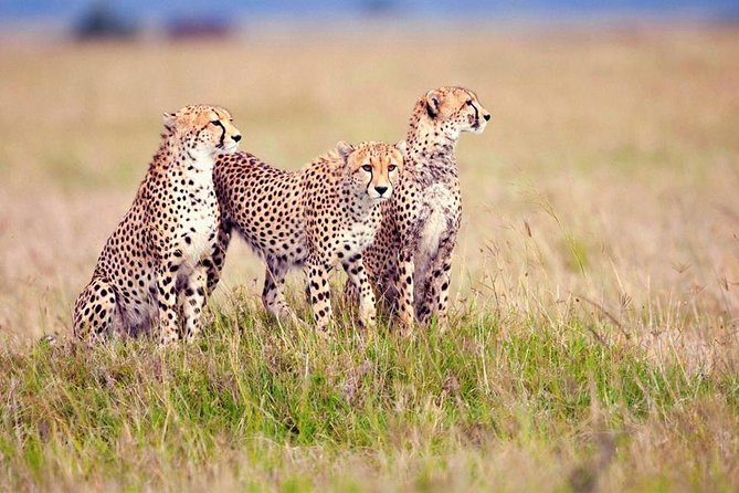 Serengeti National Park landscape