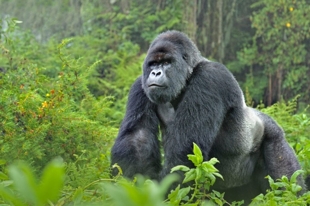 Bwindi Impenetrable Forest
