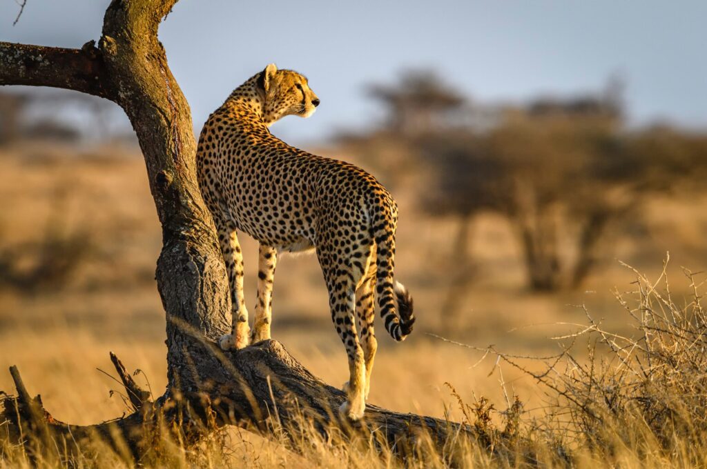 Landscape in Kidepo Valley National Park