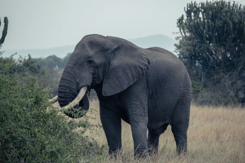 Queen Elizabeth National Park landscape