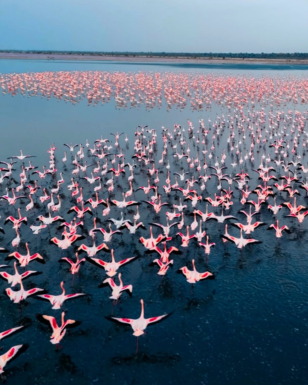 Lake Nakuru Flamingo Tour - Pink Lake Bird Paradise Kenya