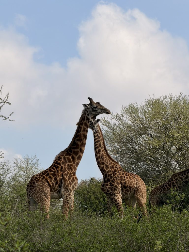 Discover Nairobi: A Complete Travel Guide to Kenya’s Capital img 0901