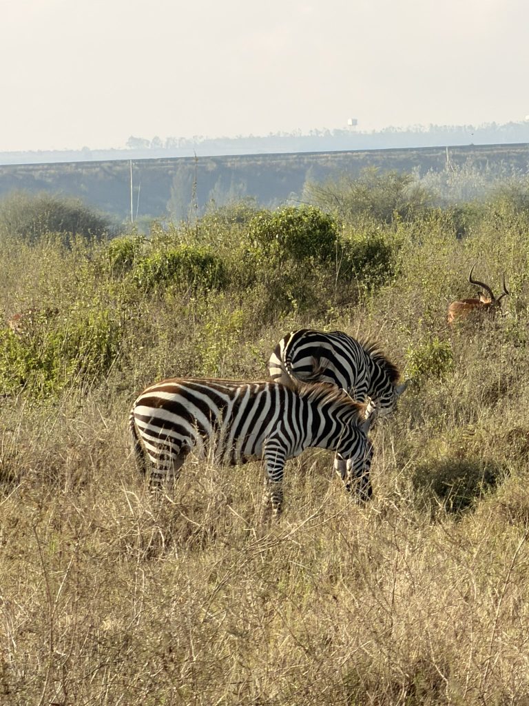 Discover Nairobi: A Complete Travel Guide to Kenya’s Capital img 0902